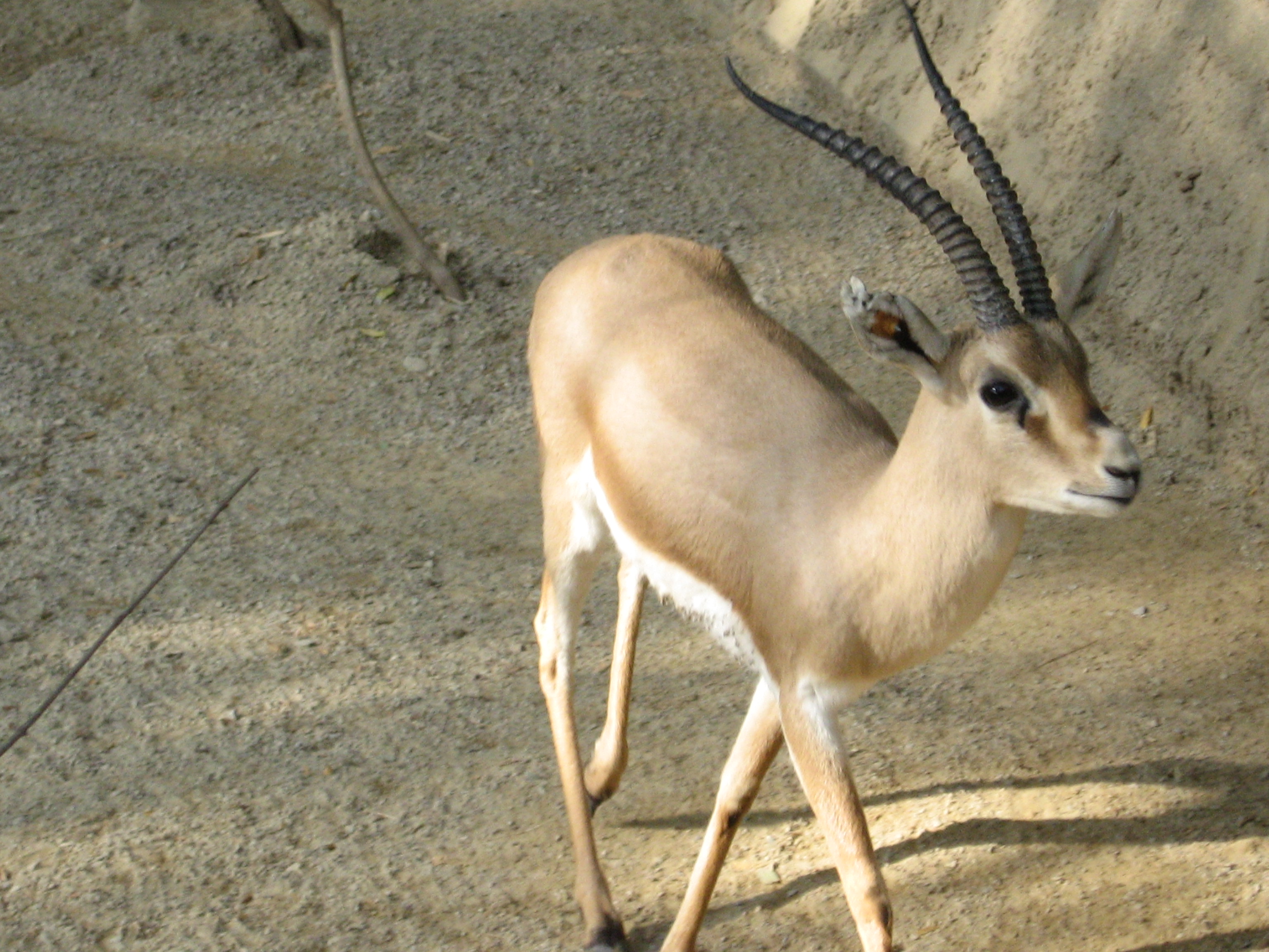 Slender-horned_gazelle_(Cincinnati_Zoo)