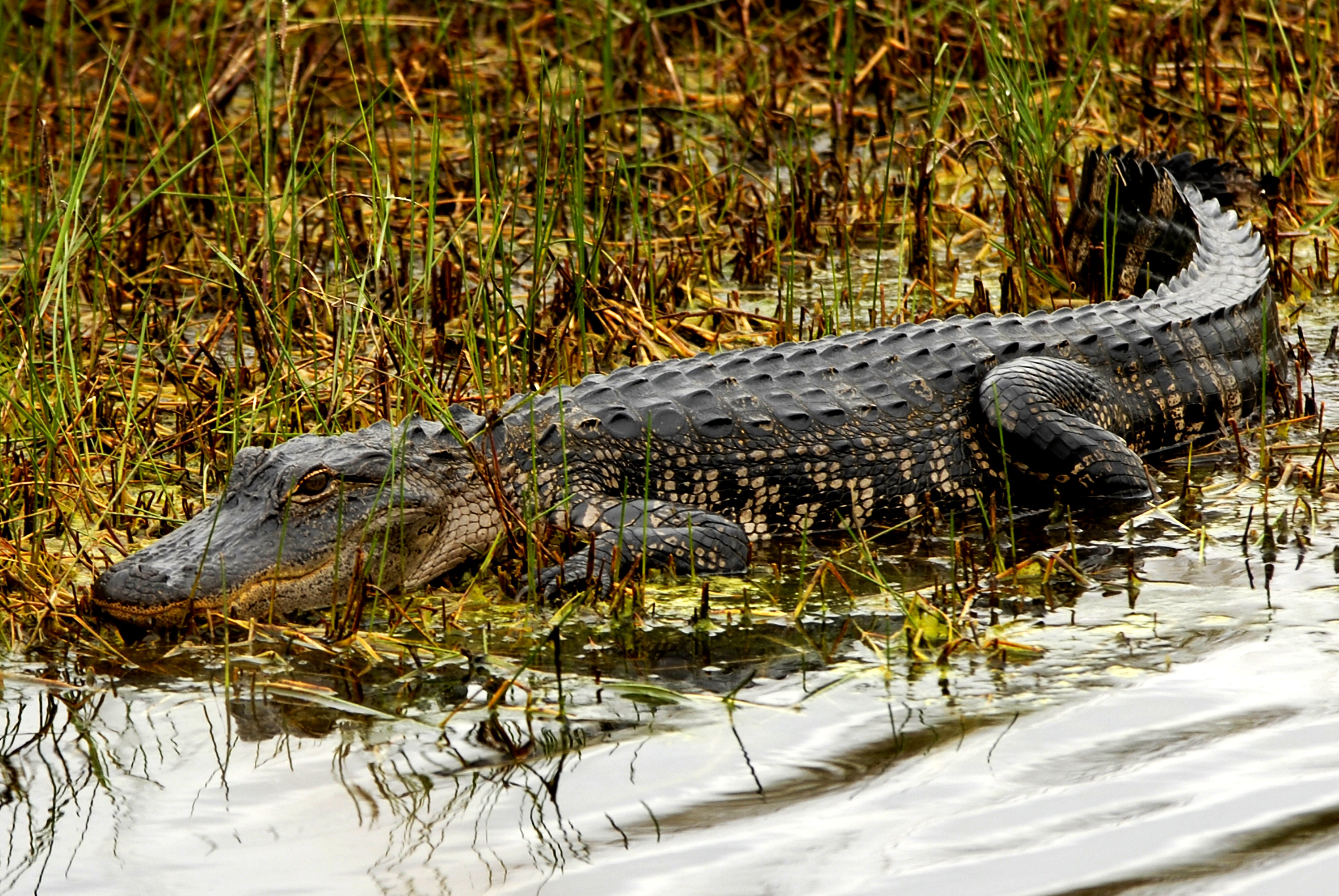American_Alligator_at_Lake_Woodruff_-_Flickr_-_Andrea_Westmoreland